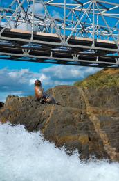 Sea Lion Picture